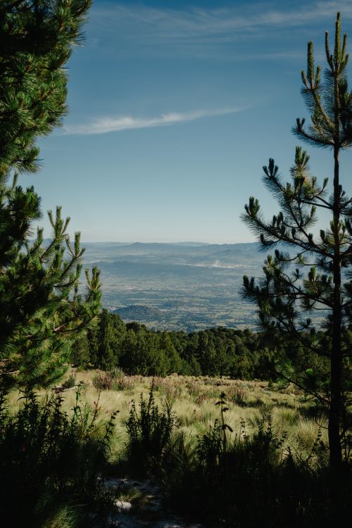 Free Breathtaking mountain landscape framed by lush pine trees on a clear day. Stock Photo