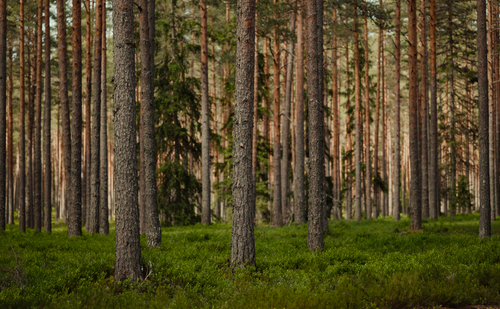 Free Serene view of a lush pine forest offering a sense of calm and connection with nature. Stock Photo