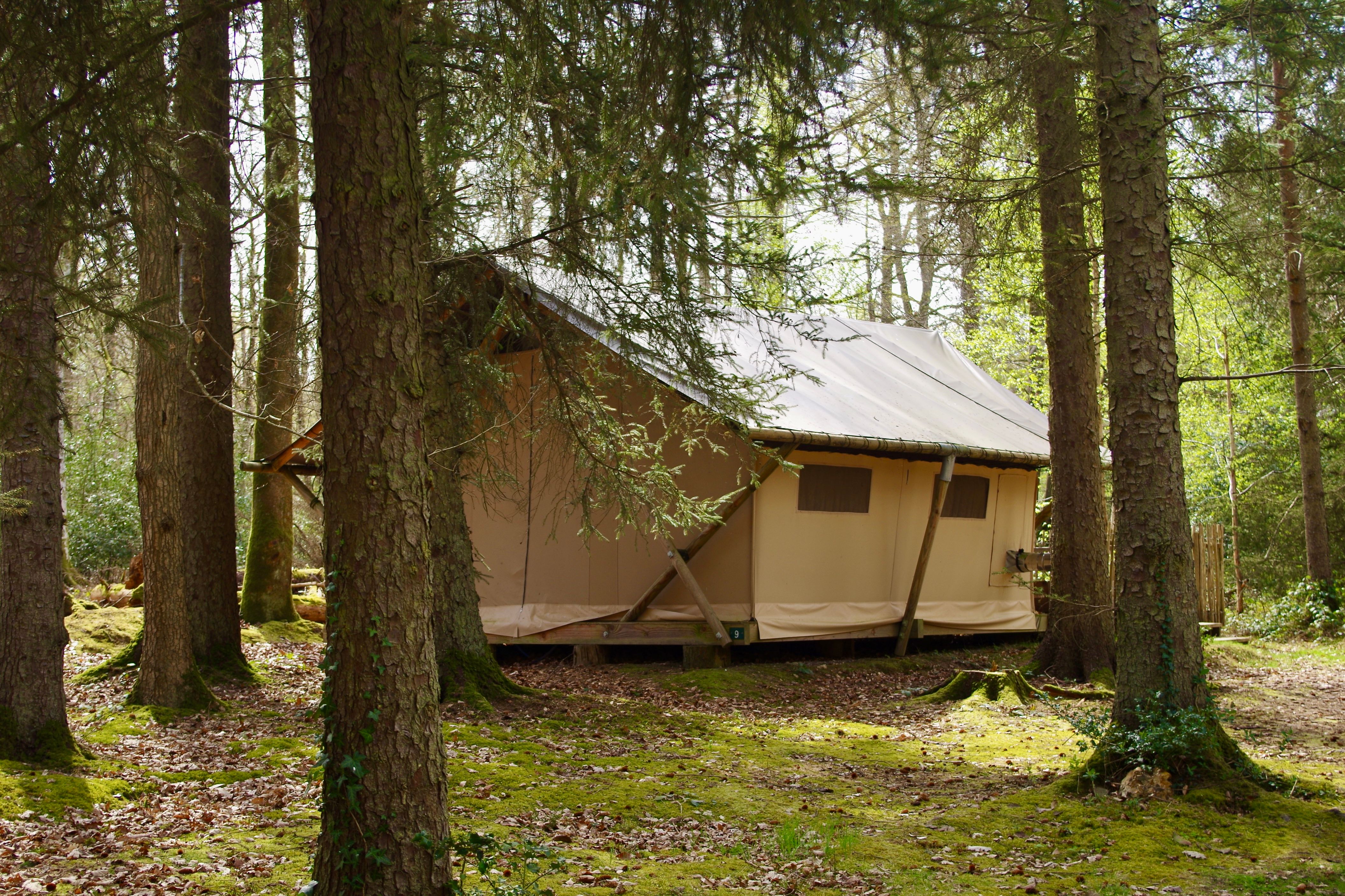 A serene tent nestled in a lush forest in Cernon, capturing the essence of wilderness escape.
