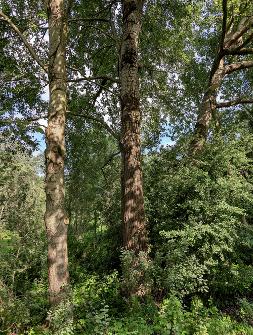 Free Lush green forest scene with tall trees basking in summer sunlight. Stock Photo
