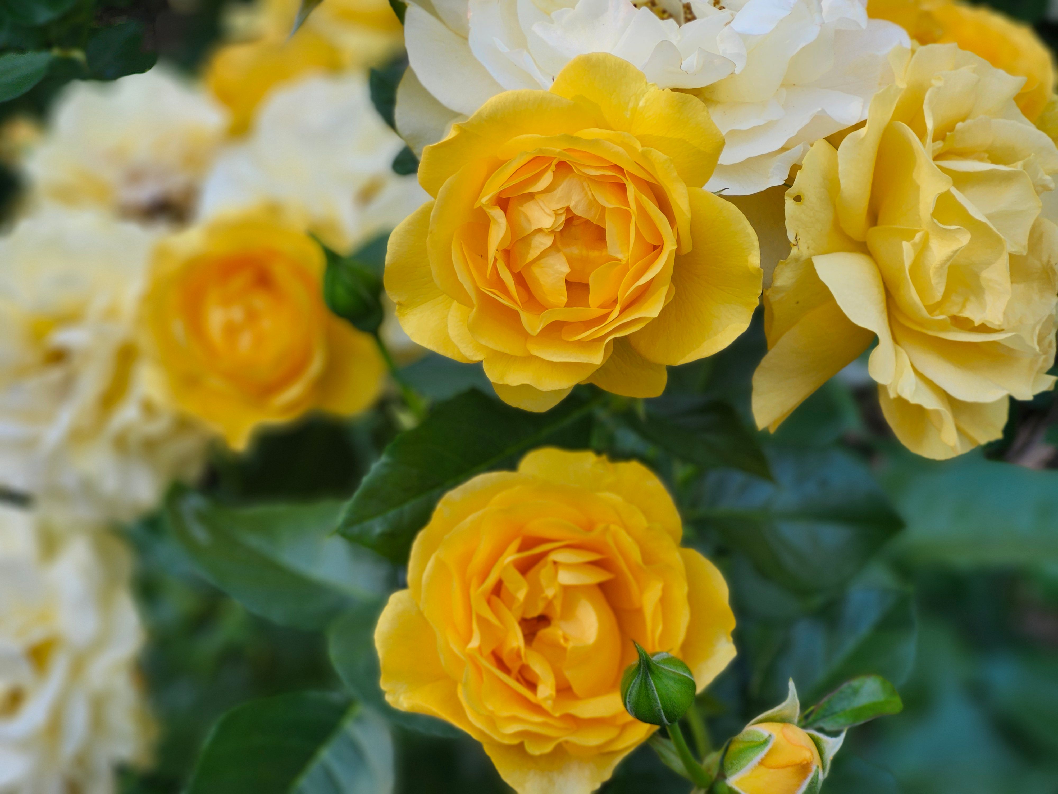 [ColoSach]-close-up-view-of-beautiful-yellow-roses-blooming-outdoors-in-a-toronto-garden.