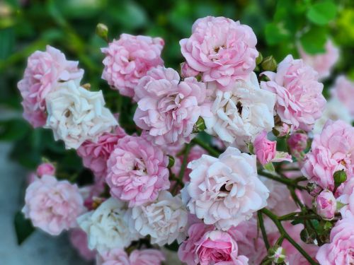 Free Charming cluster of pink roses in bloom, showcasing vibrant blossoms with lush greenery. Stock Photo