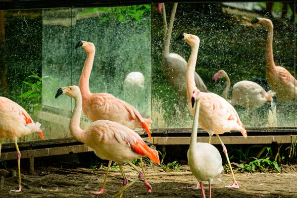 Singapore Tour Package - Transfers