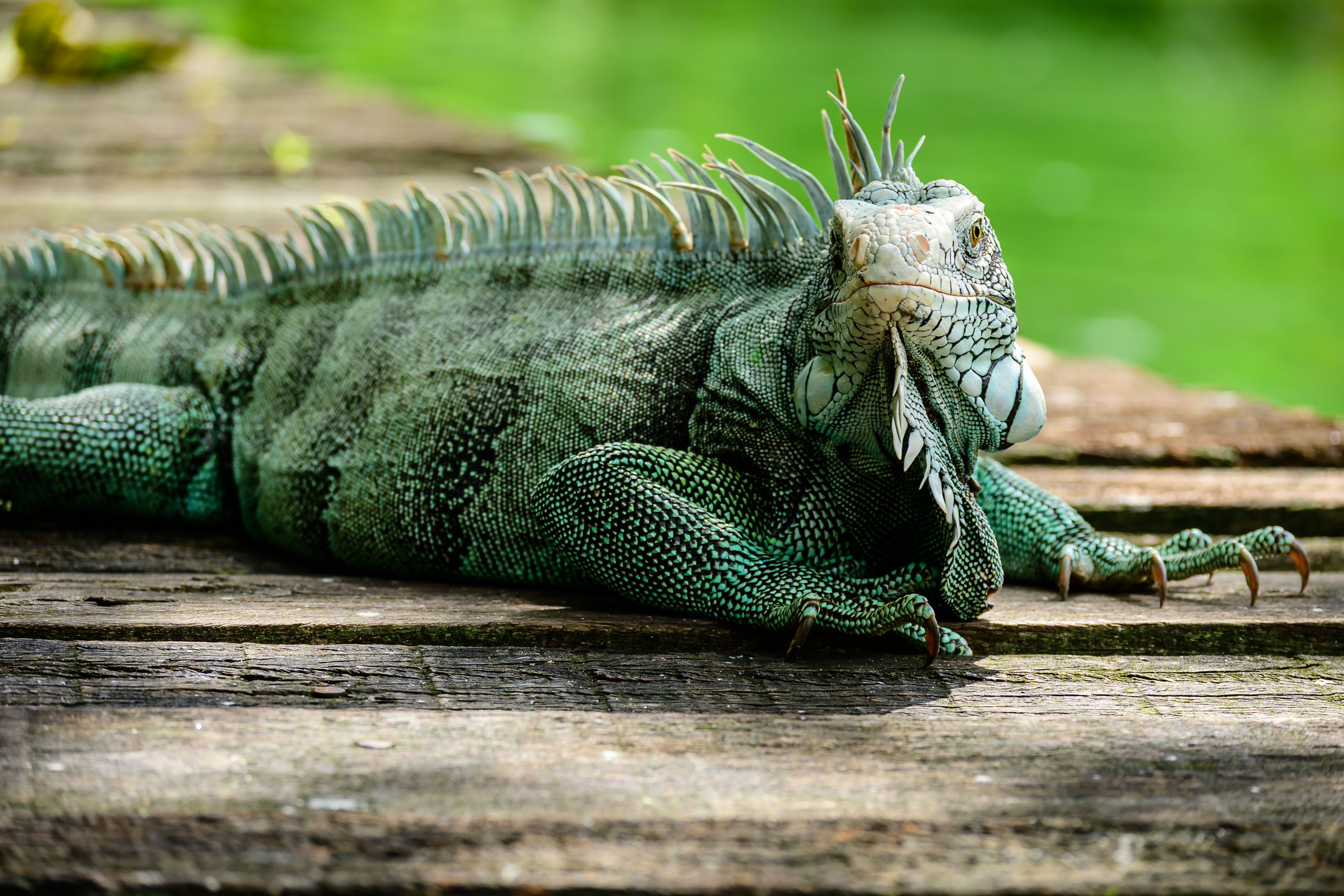 Aksi Nekat WNA Korea Selatan Selundupkan 8 Biawak Endemik Lewat Bandara Soetta