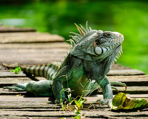 Free A vibrant green iguana basks in the sun on a wooden pier in Pará, Brazil. Stock Photo