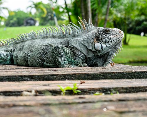 Free A green iguana basks peacefully on a wooden platform amidst vibrant foliage in Pará, Brazil. Stock Photo