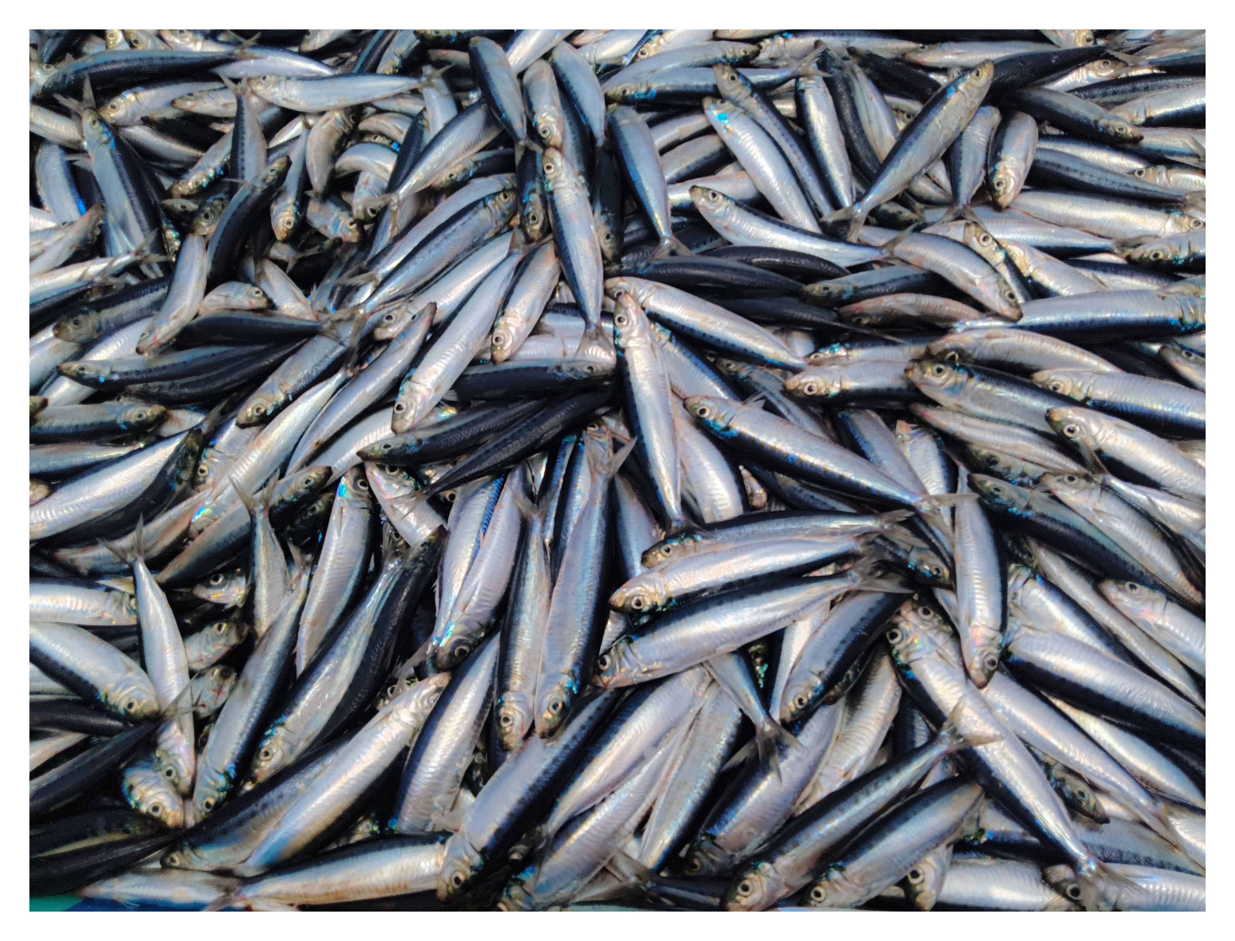 A vibrant display of freshly caught sardines piled together, showcasing their shiny scales and sleek bodies.