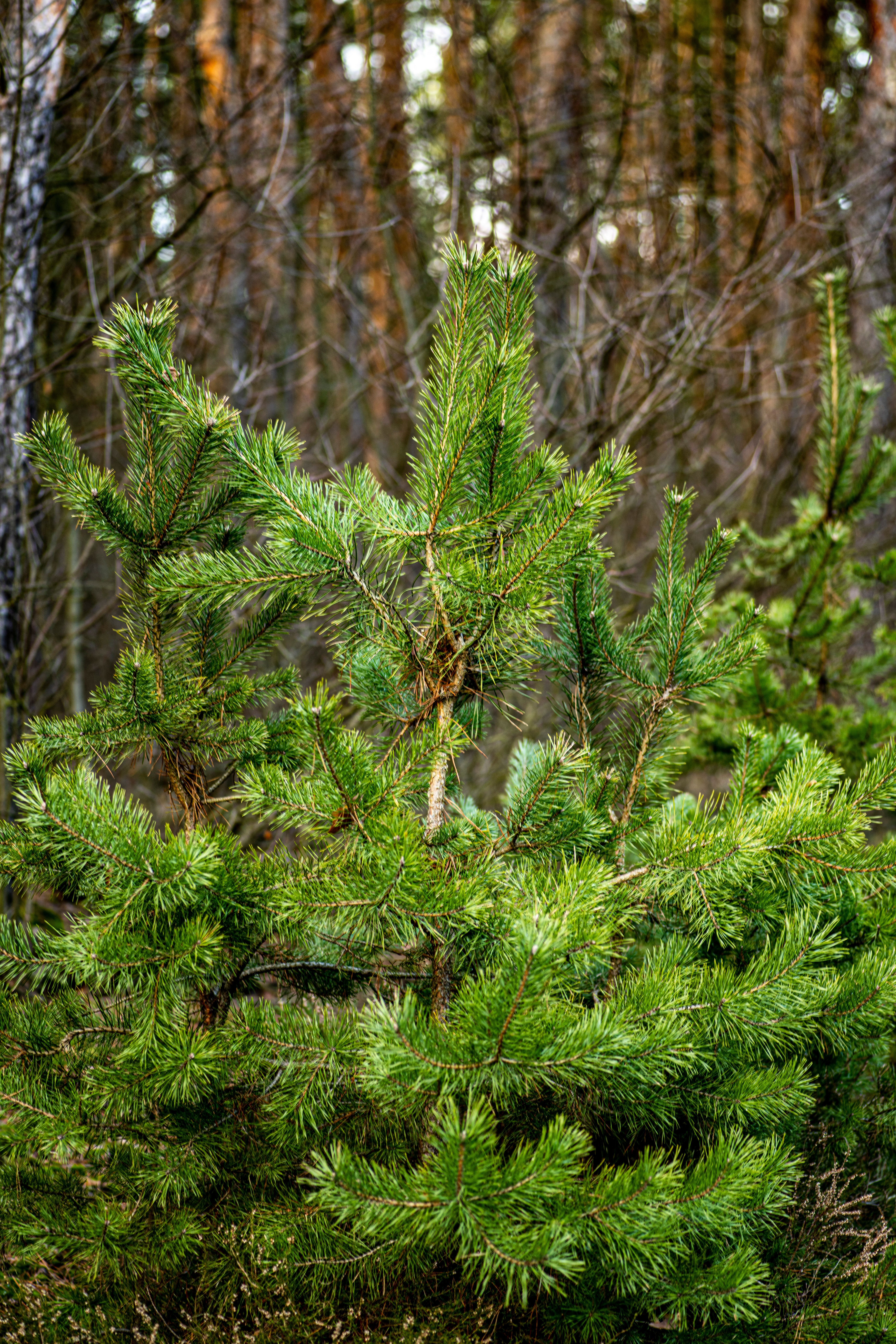 Vibrant green pine trees in a dense forest environment during the day.