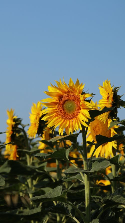 Free Vibrant sunflowers under a clear blue sky, capturing summer's essence and warmth. Stock Photo