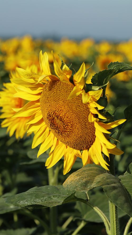 Free Bright yellow sunflower in full bloom against a clear summer sky, capturing nature's beauty. Stock Photo
