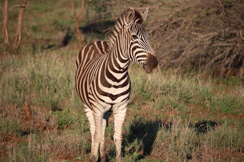 Zebra Standing on Green Grass Field