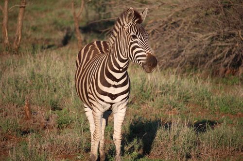 Free A close-up of a zebra standing gracefully in a grassland, showcasing its striking stripes. Stock Photo