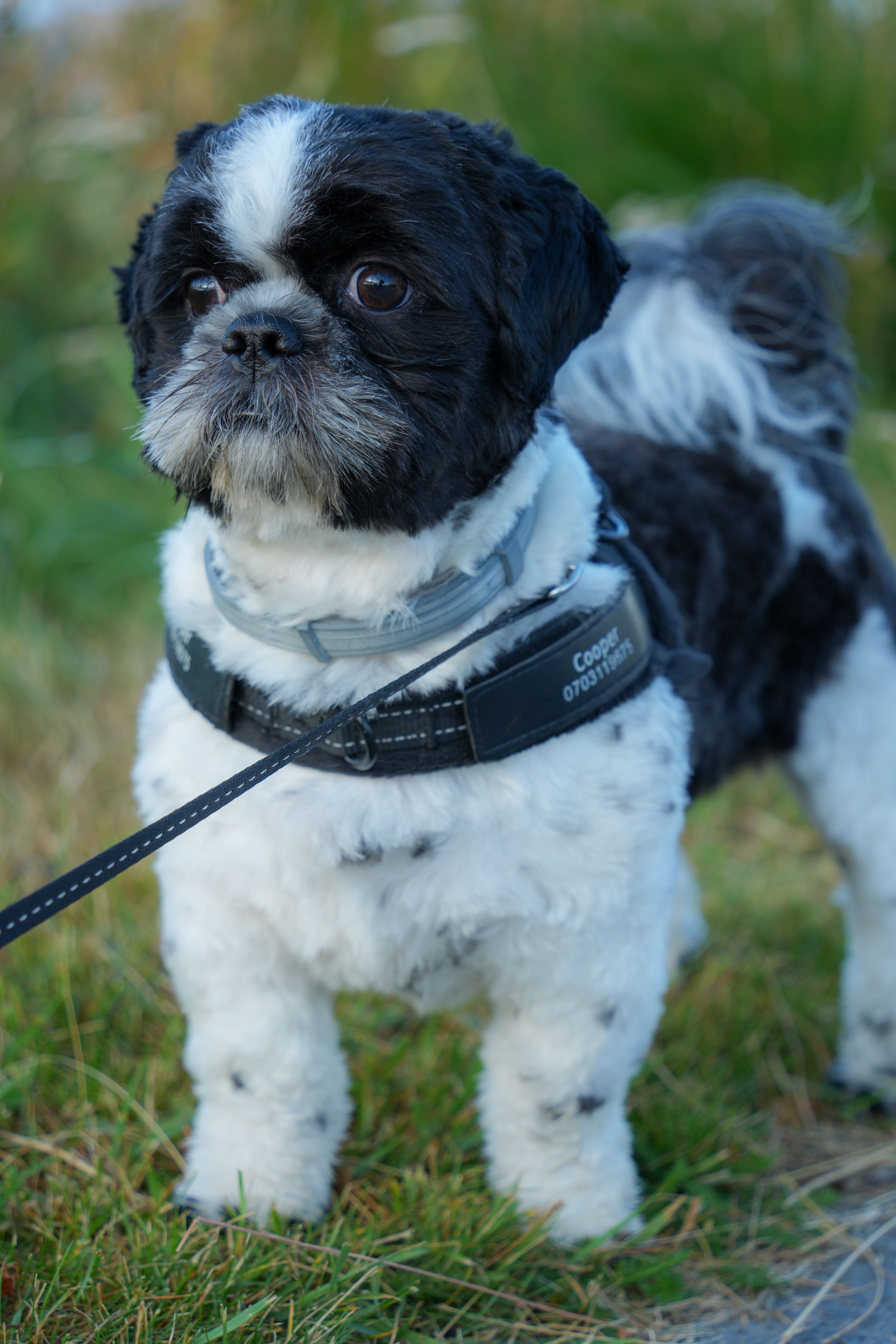 Ração para Cães Sênior (10kg)