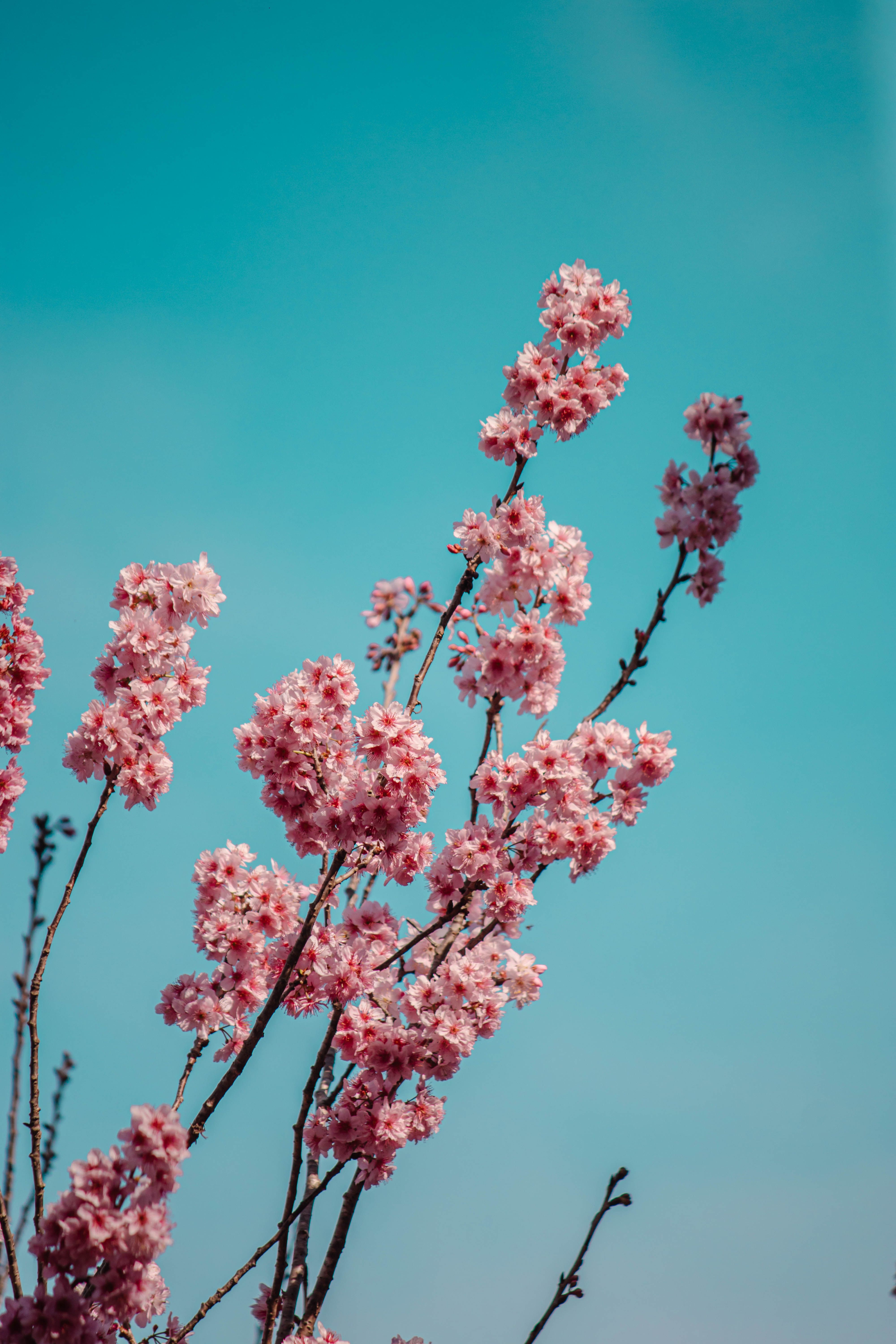 [ColoSach]-bright-pink-cherry-blossoms-in-full-bloom-against-a-cloudless-blue-sky.