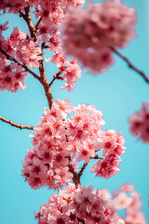 Free Stunning cherry blossoms in full bloom with a bright blue background, symbolizing spring's beauty. Stock Photo
