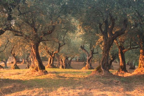 Free A tranquil olive grove basking in the warm glow of golden hour. Stock Photo