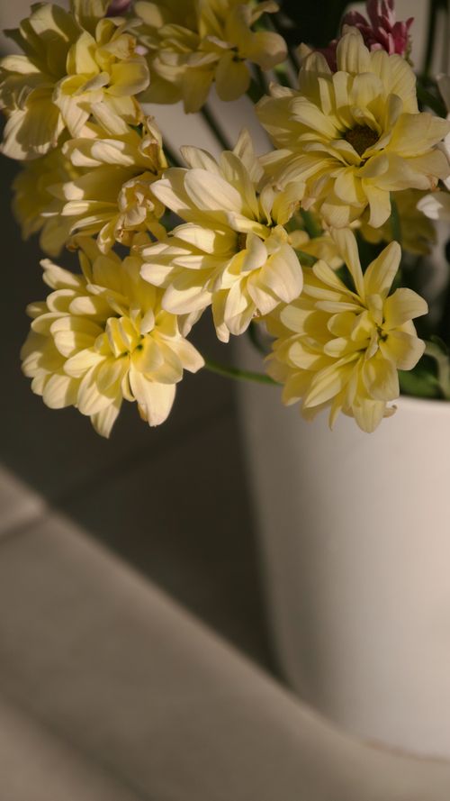 Free Yellow chrysanthemums in a white vase, bathed in soft light, creating a warm and inviting atmosphere. Stock Photo