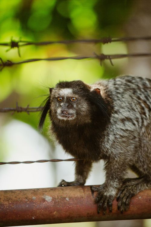 Free Black Tufted Marmoset perched on a branch, Uberlândia, Brazil. Natural habitat observed. Stock Photo