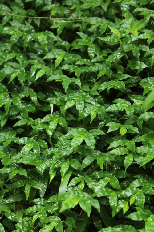 Free Close-up of lush tropical plant leaves, showcasing vibrant green foliage and natural texture. Stock Photo