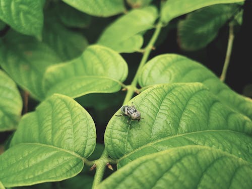 Black Bug on Green Leaf