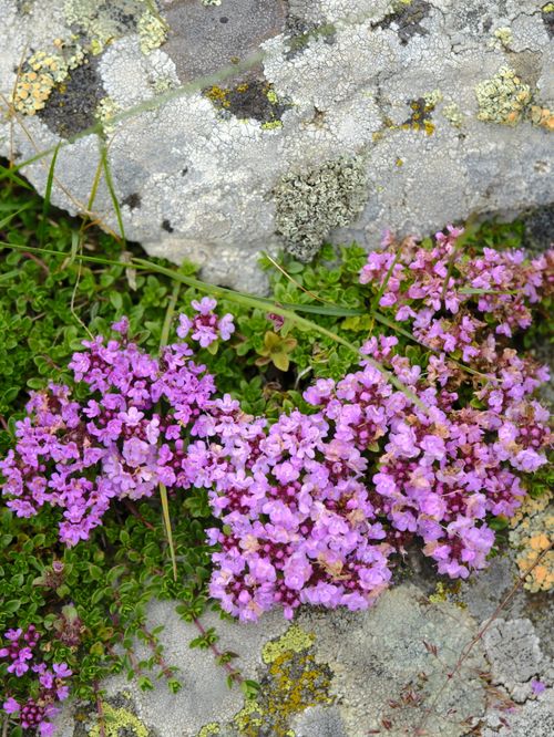 Free Close-up of vibrant wildflowers growing on rocky terrain in Trabzon, showcasing nature's resilience. Stock Photo