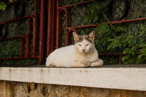 Free A serene white cat lounges on a rustic stone wall against a red metal fence. Stock Photo