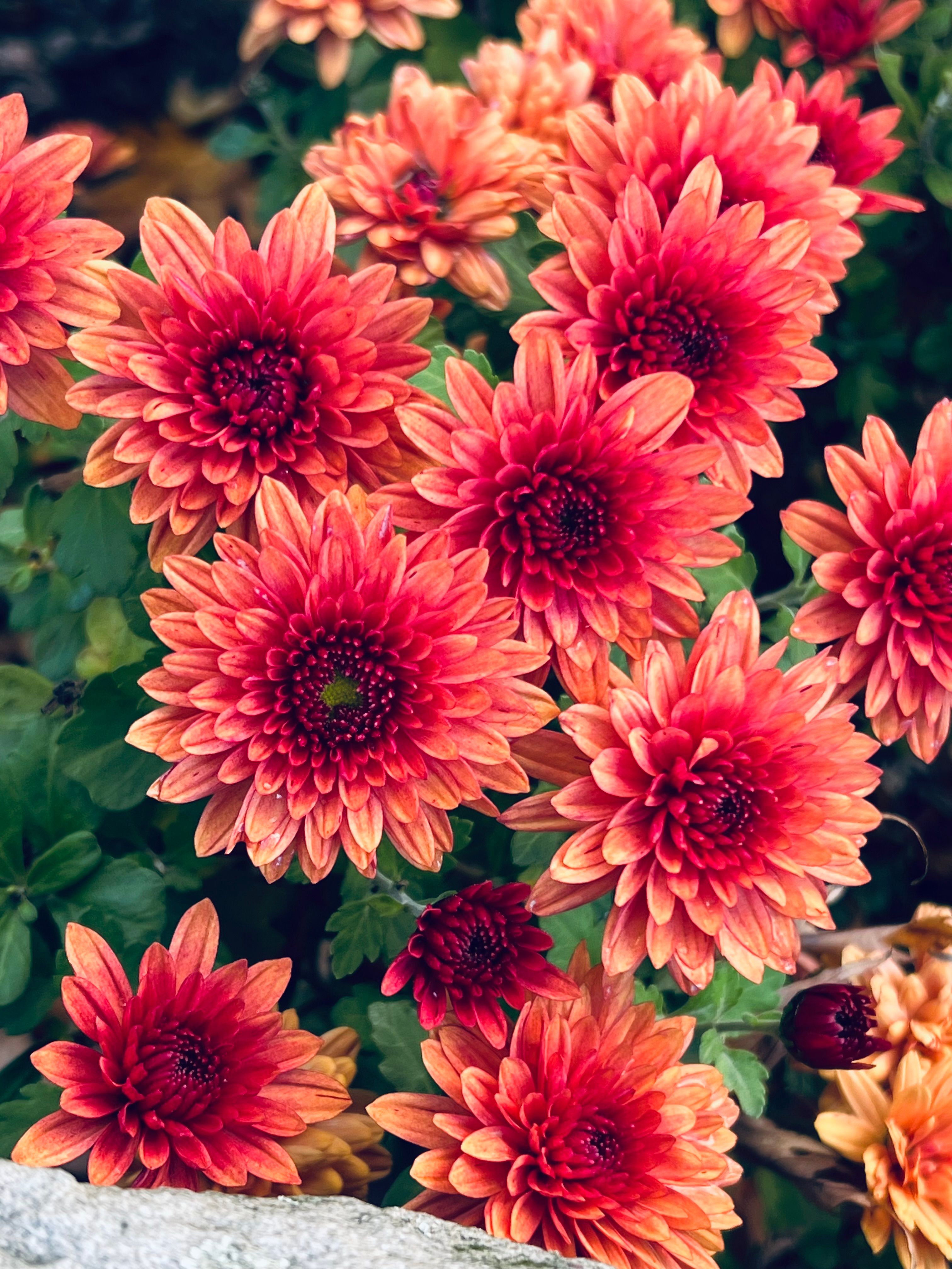 [ColoSach]-stunning-red-chrysanthemums-in-full-bloom-captured-outdoors-with-lush-greenery.