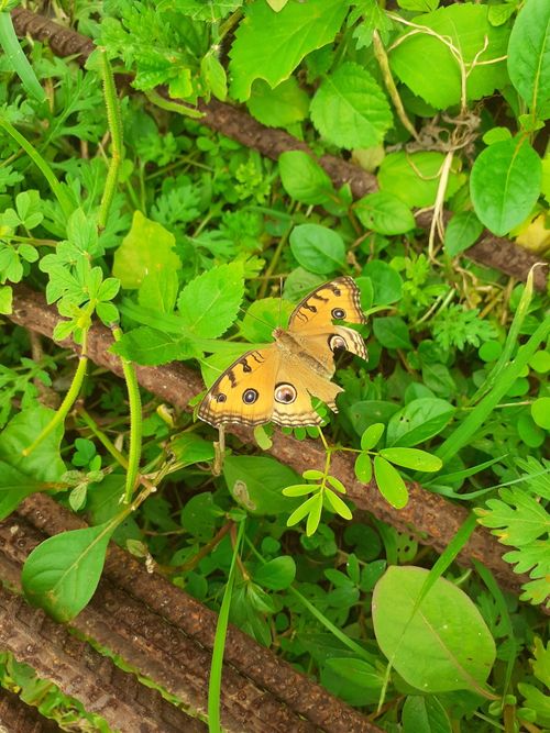 Free A vibrant Peacock Pansy butterfly (Junonia almana) beautifully perched among lush green leaves and stems. Stock Photo