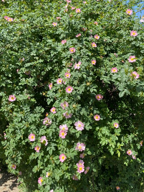 Free Abundant pink wild roses in full bloom on a lush green bush during a sunny day. Stock Photo