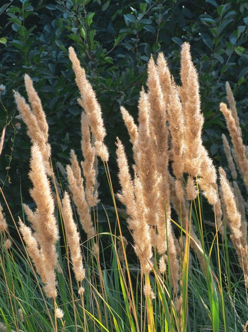 Free Golden pampas grass illuminated by sunlight against a lush green backdrop outdoors. Stock Photo