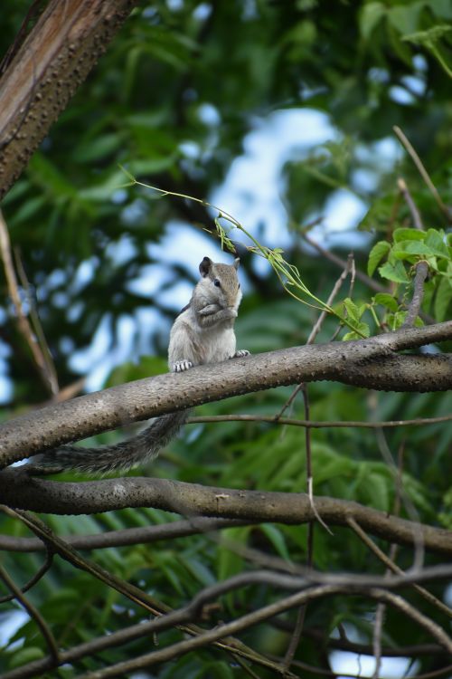 Free A squirrel perched on a tree branch in a lush, green forest setting. Stock Photo