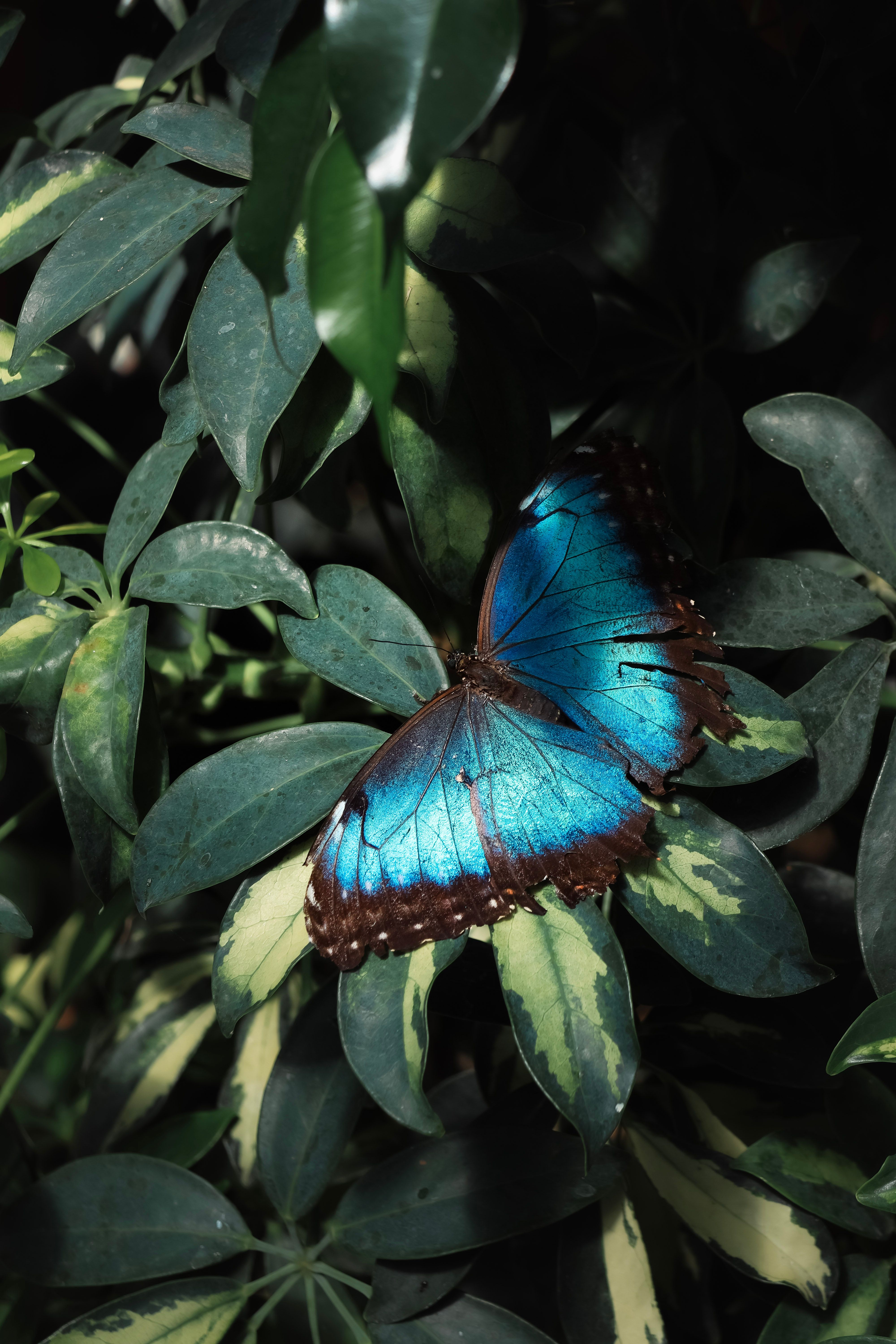 Close-up of a vivid blue butterfly perched on lush green leaves, showcasing nature's beauty.