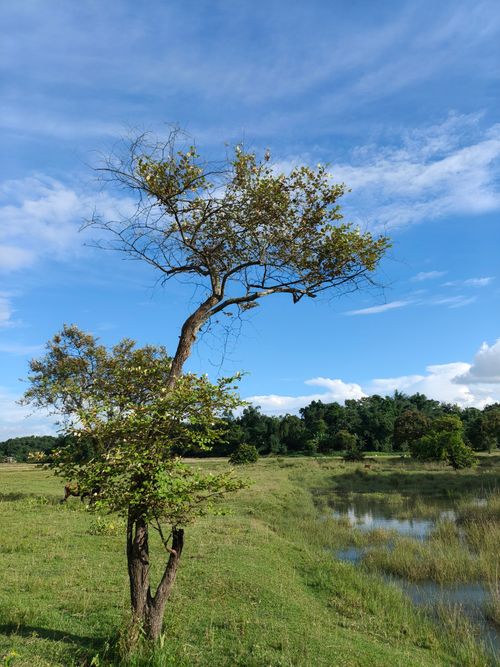 Free A solitary tree stands in a verdant field under a vibrant blue sky. Captured in Silchar, India. Stock Photo