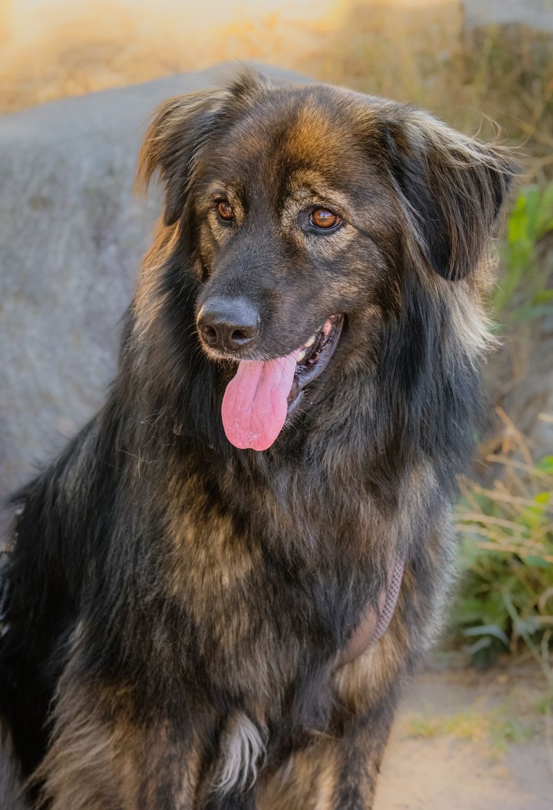 Coco - photo 1