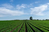 Green Grass Field Under Blue Sky