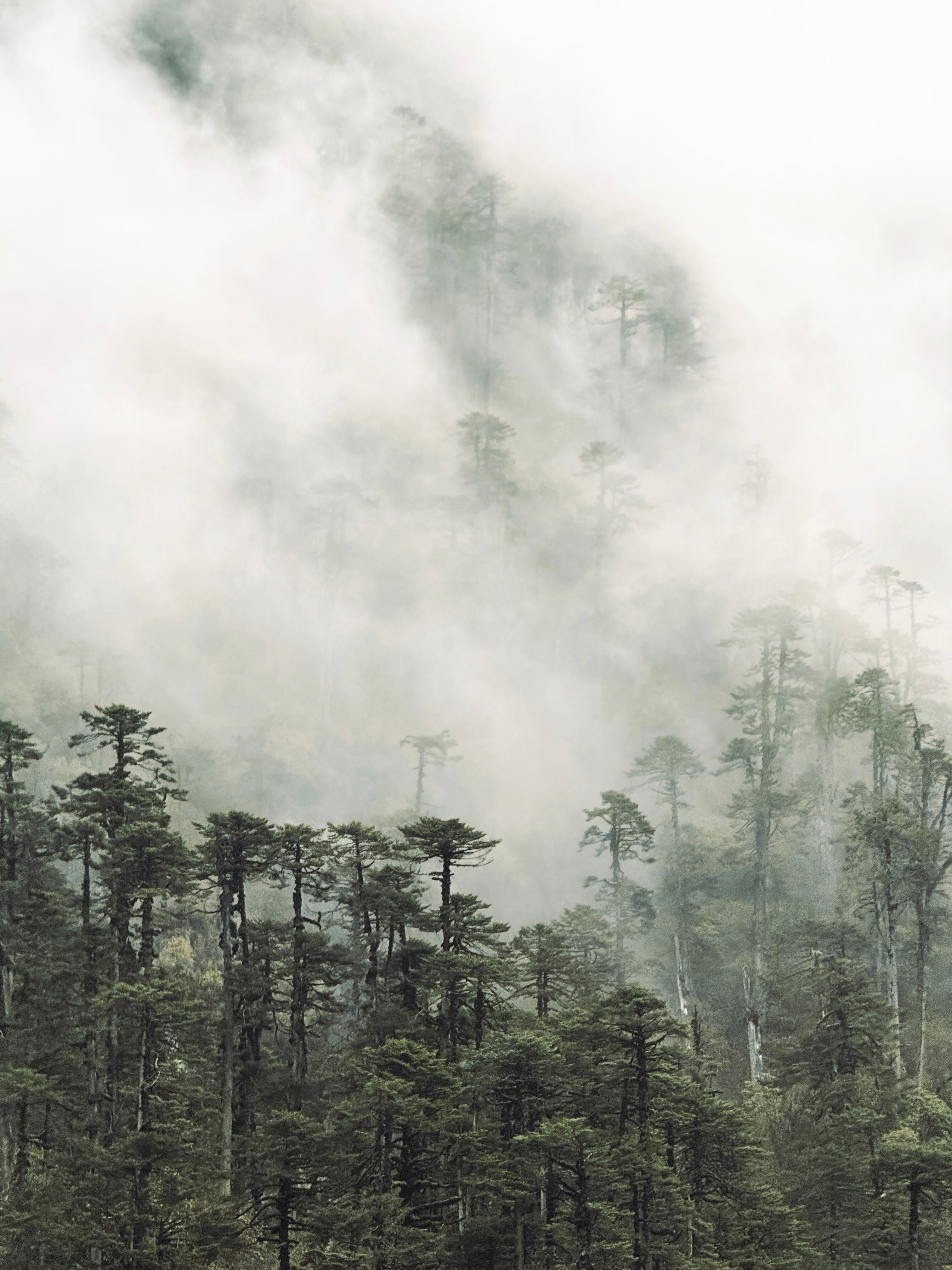 A captivating view of a mist-covered mountainous forest landscape.