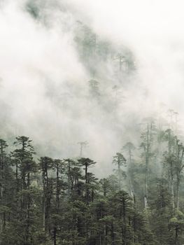 A captivating view of a mist-covered mountainous forest landscape.