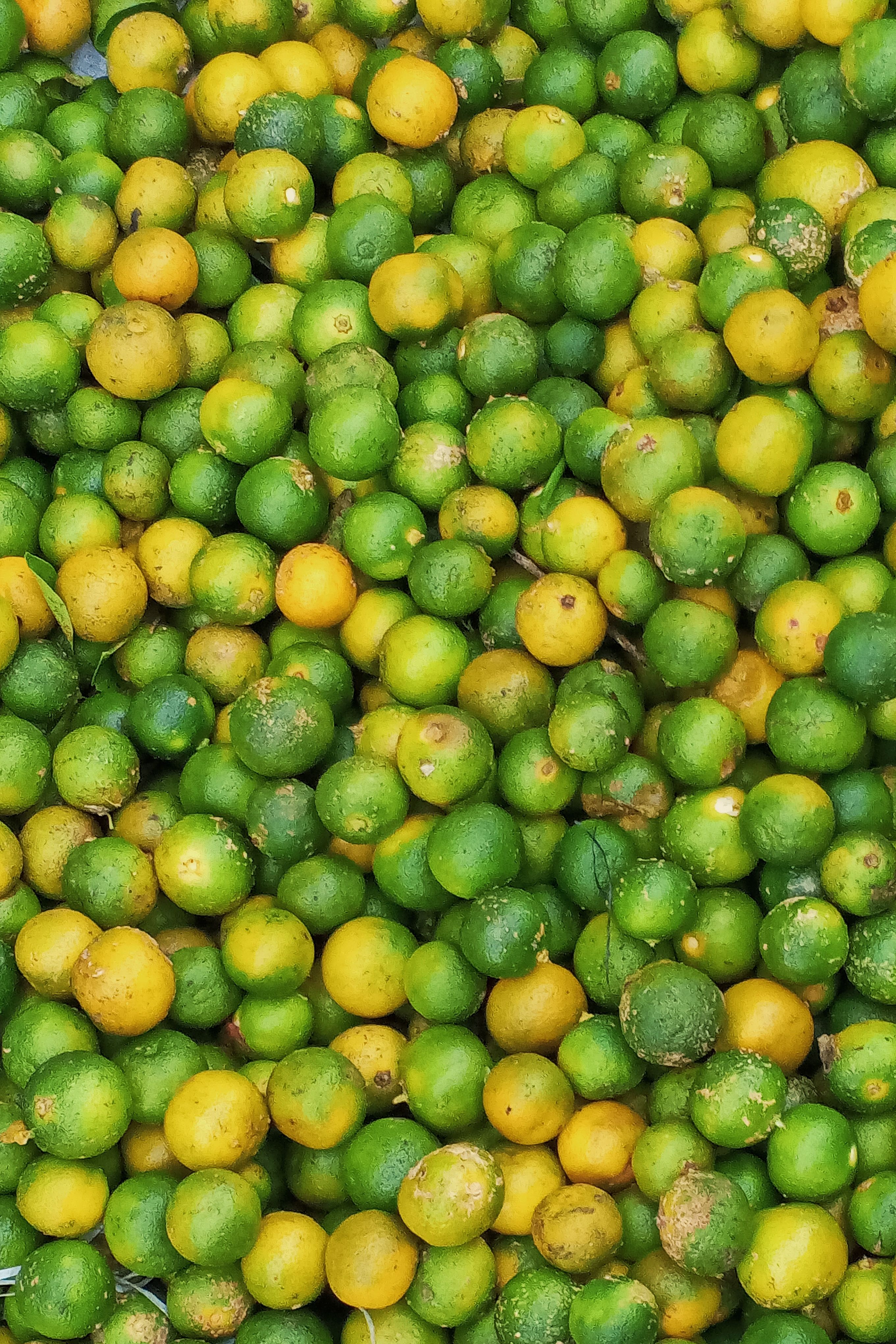 A vibrant collection of fresh green and yellow limes and lemons creating a colorful background.