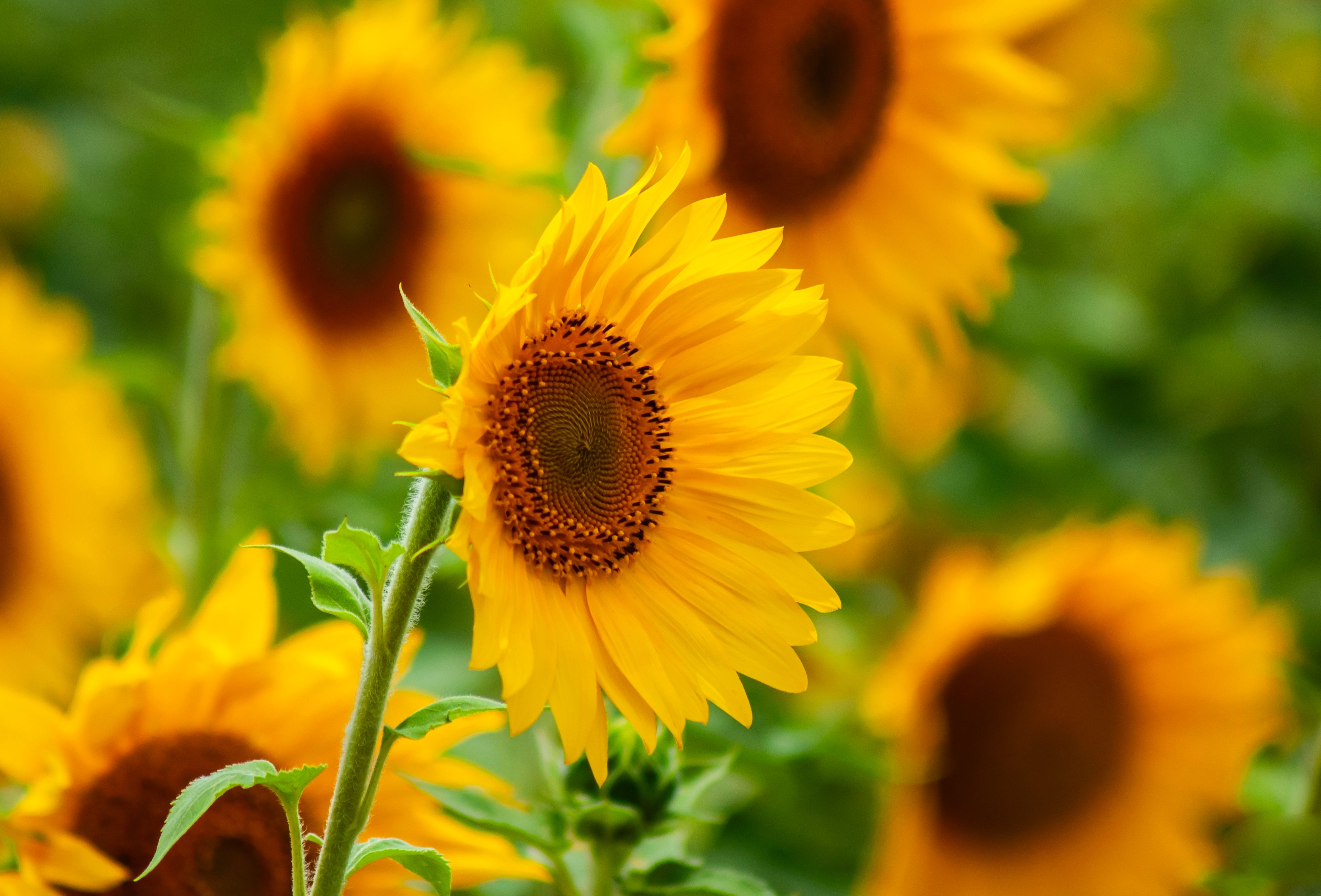 Close-up of vibrant sunflowers blooming in a field in Gundlupete, Karnataka, India.