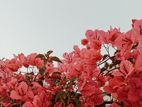 一束鲜花, 人造花, 夏天 的 免费素材图片