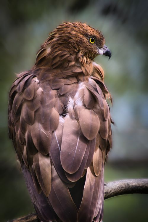 Free Close-up of a European Honey Buzzard perched in Ranua Zoo, highlighting its plumage. Stock Photo