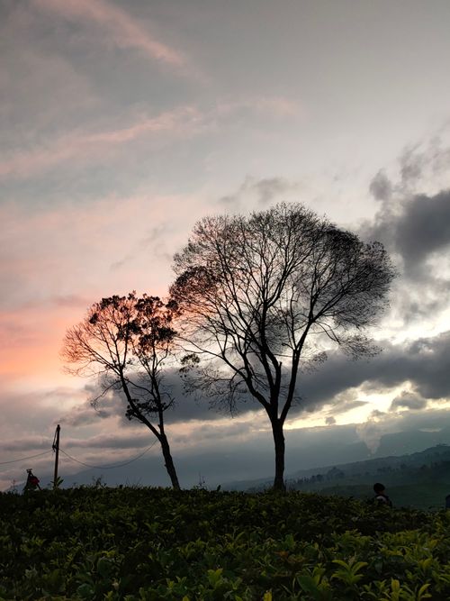 Free Silhouetted trees stand gracefully against a vibrant sunset, creating a serene landscape view. Stock Photo