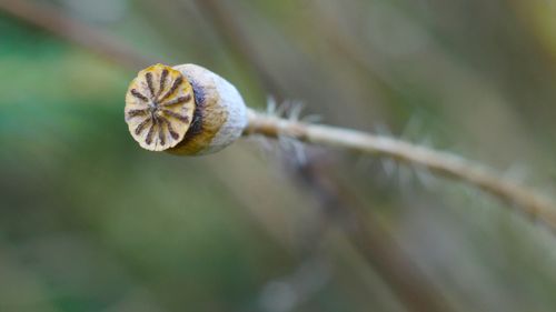 Free Macro shot of a dried poppy seed pod with blurred green background. Stock Photo