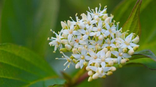 Free Detailed close-up of white Cornus Alba flowers blooming against a vibrant green background. Stock Photo