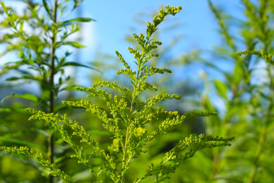 Ashwagandha plant for stress relief