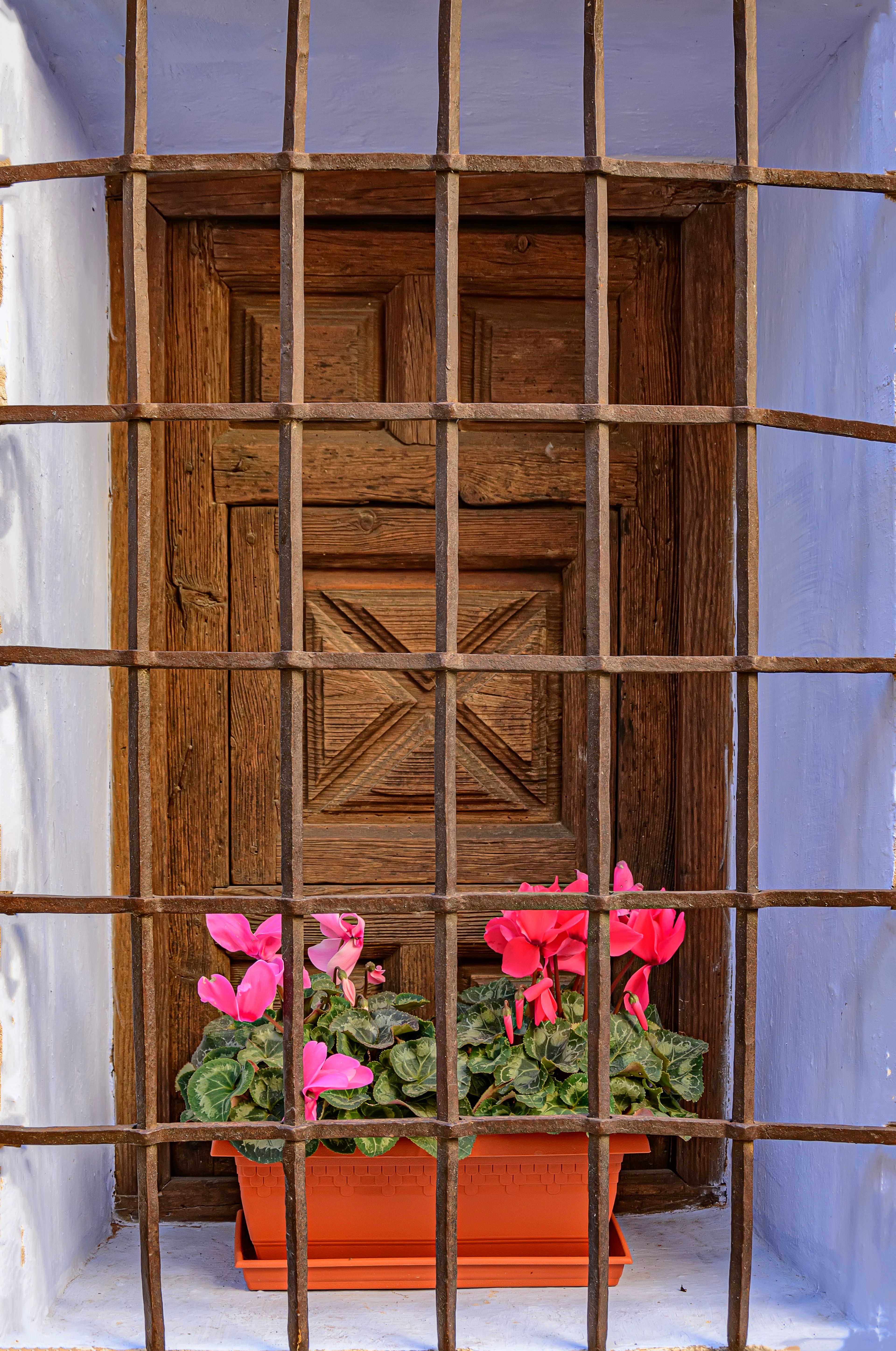 [ColoSach]-charming-rustic-window-with-pink-cyclamen-flowers-in-bocairente,-spain.