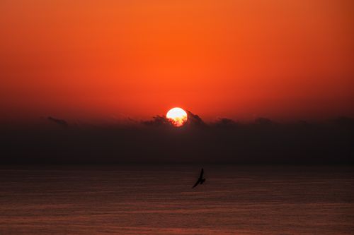 Free A mesmerizing sunset over the Black Sea with a silhouetted bird in Zonguldak, Türkiye. Stock Photo