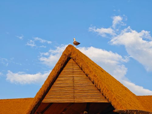 Free Seagull perched on the peak of a thatched roof with a clear blue sky background. Stock Photo