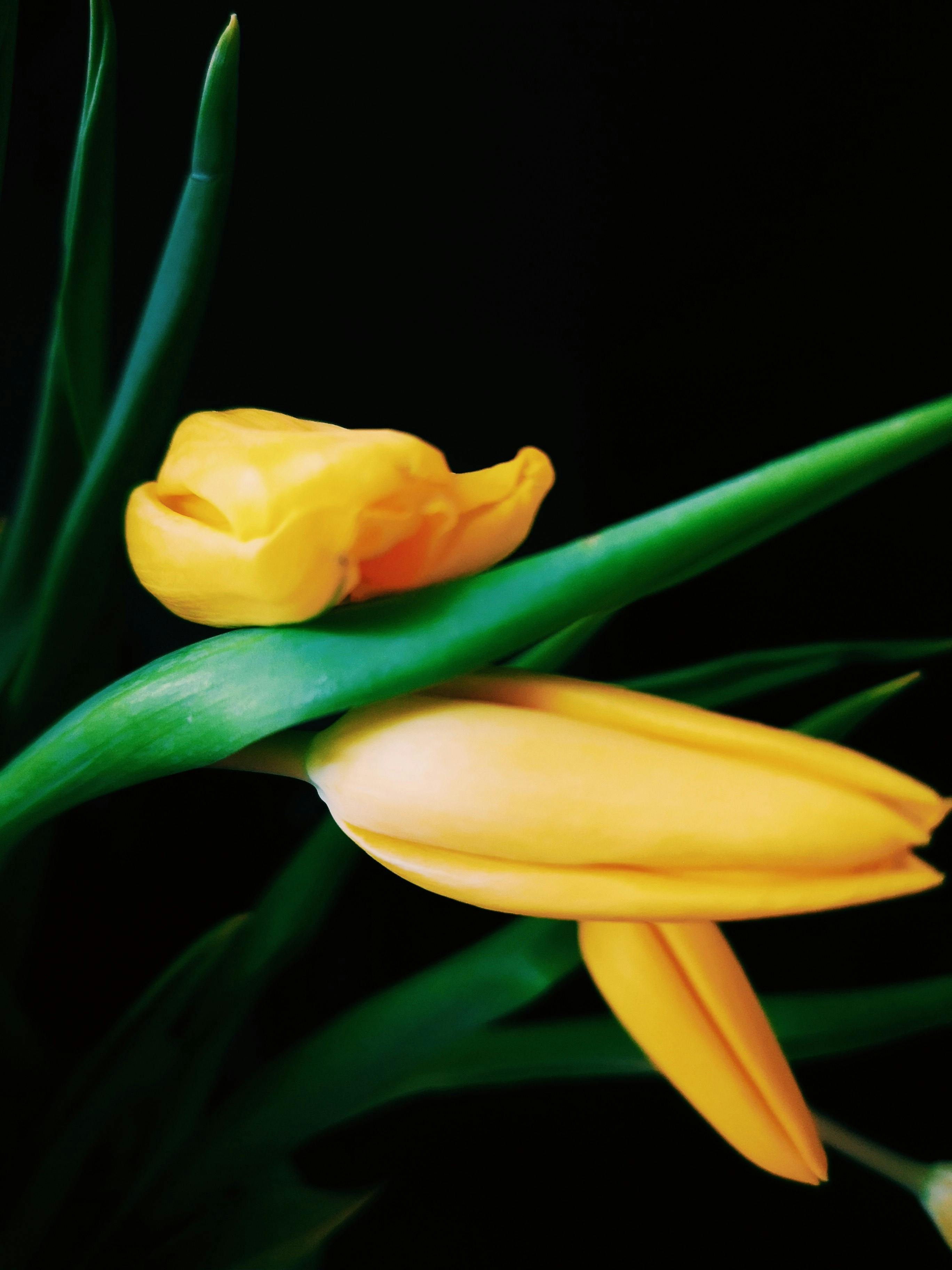 Vivid yellow tulips captured against a stark dark background, showcasing nature's elegance.