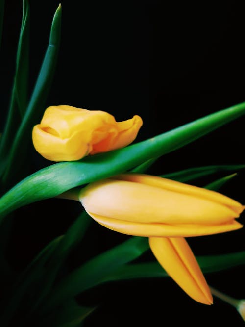 Free Yellow Flower in Close Up Photography Stock Photo